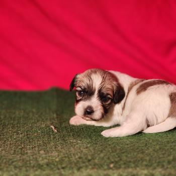 chiot Coton de tulear Sab.Pbl.Env B Élevage du Royaume des P'tits Loups