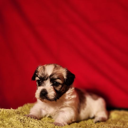 B Mâle Coton de tulear