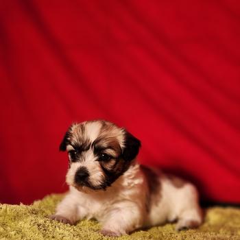 chiot Coton de tulear Sab.Pbl.Env B Élevage du Royaume des P'tits Loups