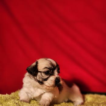 chiot Coton de tulear Sab.Pbl.Env B Élevage du Royaume des P'tits Loups