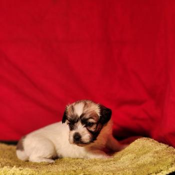 chiot Coton de tulear Sab.Pbl.Env B Élevage du Royaume des P'tits Loups