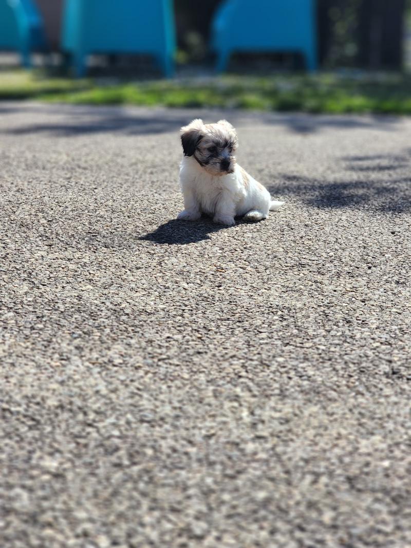 B Mâle Coton de tulear