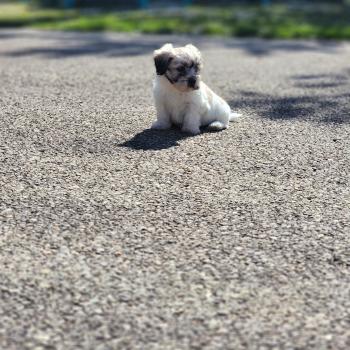 chiot Coton de tulear Sab.Pbl.Env B Élevage du Royaume des P'tits Loups