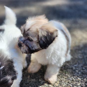 chiot Coton de tulear Sab.Pbl.Env B Élevage du Royaume des P'tits Loups