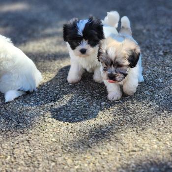 chiot Coton de tulear Sab.Pbl.Env B Élevage du Royaume des P'tits Loups
