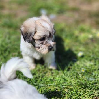 chiot Coton de tulear Sab.Pbl.Env B Élevage du Royaume des P'tits Loups