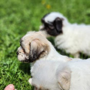 chiot Coton de tulear Sab.Pbl.Env B Élevage du Royaume des P'tits Loups