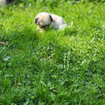 chiot Coton de tulear Sab.Pbl.Env B Élevage du Royaume des P'tits Loups