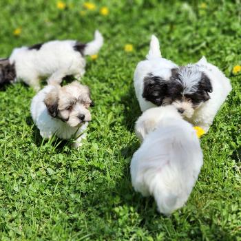 chiot Coton de tulear Sab.Pbl.Env B Élevage du Royaume des P'tits Loups