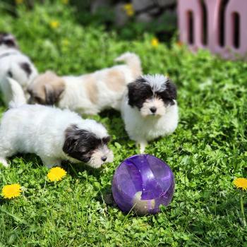 chiot Coton de tulear Sab.Pbl.Env B Élevage du Royaume des P'tits Loups