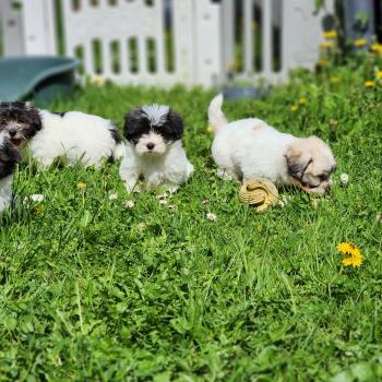 chiot Coton de tulear Sab.Pbl.Env B Élevage du Royaume des P'tits Loups