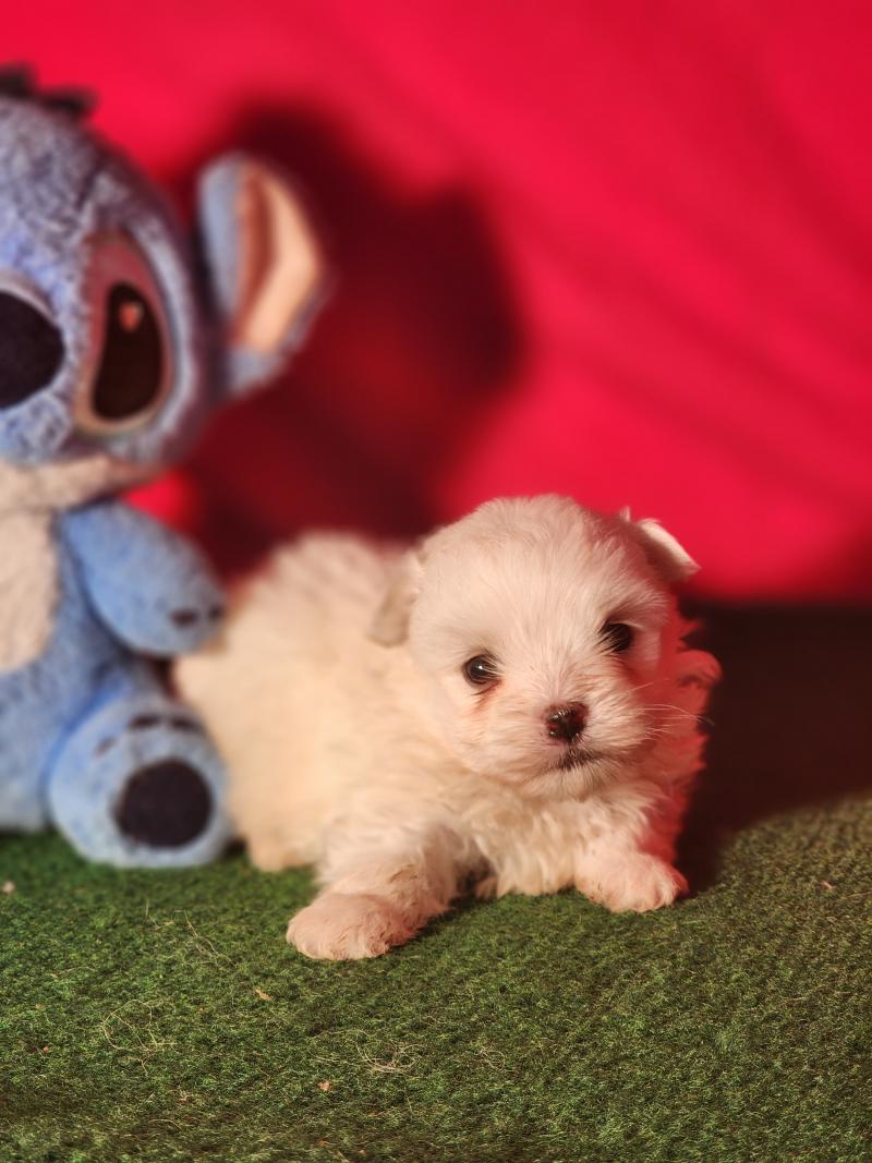 B Mâle Coton de tulear