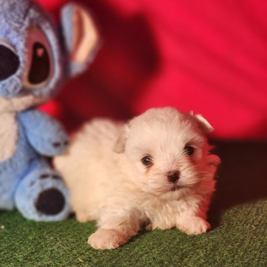 B Mâle Coton de tulear