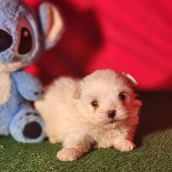 chiot Coton de tulear blc B Élevage du Royaume des P'tits Loups