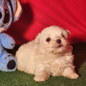 chiot Coton de tulear blc B Élevage du Royaume des P'tits Loups