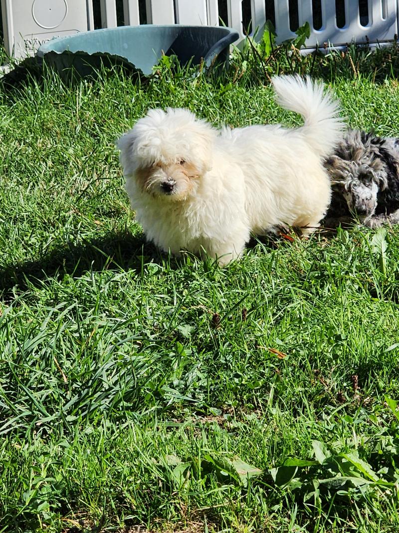 B Mâle Coton de tulear