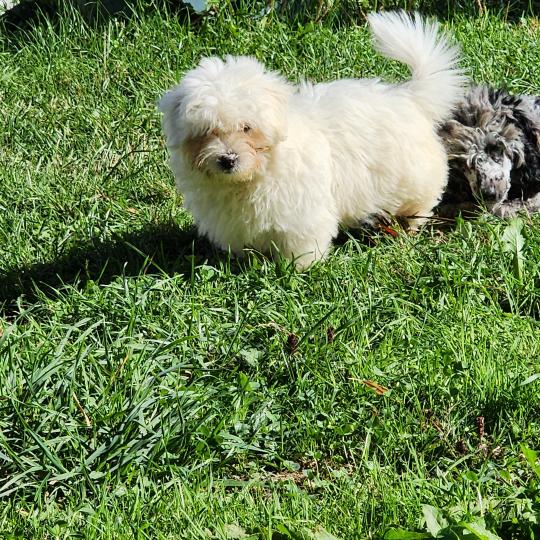 B Mâle Coton de tulear
