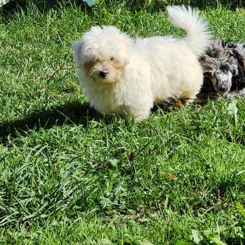chiot Coton de tulear blc B Élevage du Royaume des P'tits Loups