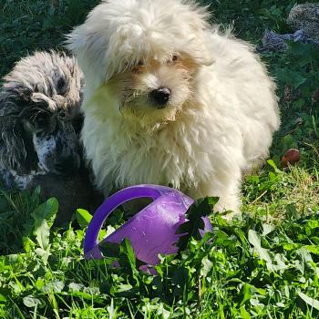 chiot Coton de tulear blc B Élevage du Royaume des P'tits Loups