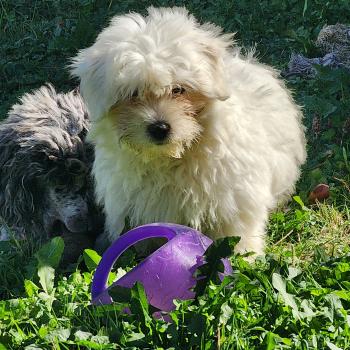 chiot Coton de tulear blc B Élevage du Royaume des P'tits Loups