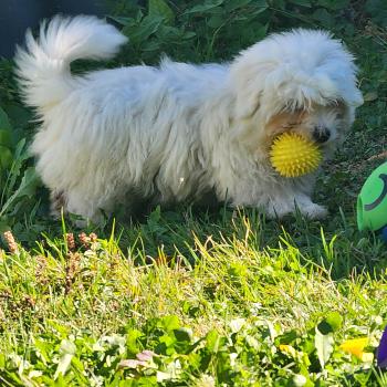 chiot Coton de tulear blc B Élevage du Royaume des P'tits Loups