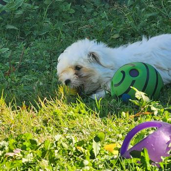 chiot Coton de tulear blc B Élevage du Royaume des P'tits Loups