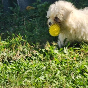 chiot Coton de tulear blc B Élevage du Royaume des P'tits Loups
