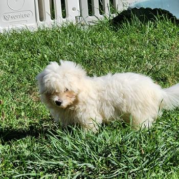 chiot Coton de tulear blc B Élevage du Royaume des P'tits Loups