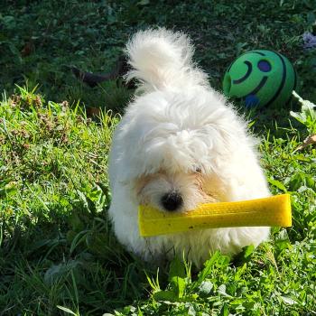 chiot Coton de tulear blc B Élevage du Royaume des P'tits Loups