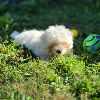 chiot Coton de tulear blc B Élevage du Royaume des P'tits Loups