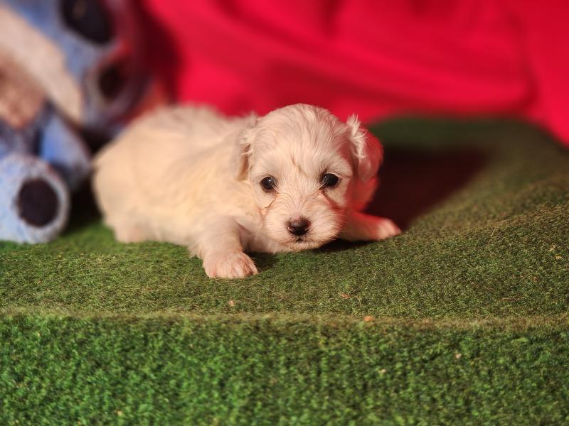 B Femelle Coton de tulear