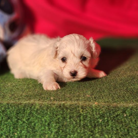 B Femelle Coton de tulear