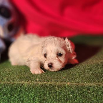 chiot Coton de tulear blc B Élevage du Royaume des P'tits Loups