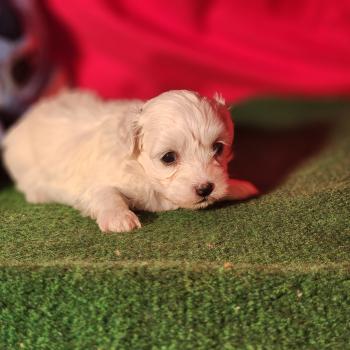 chiot Coton de tulear blc B Élevage du Royaume des P'tits Loups