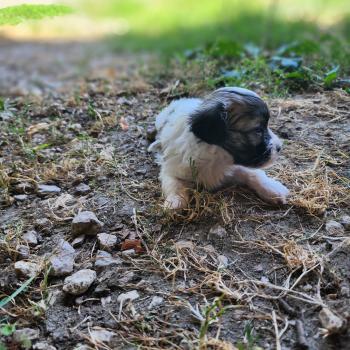 chiot Coton de tulear blc B Élevage du Royaume des P'tits Loups