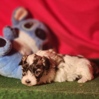 chiot Coton de tulear blc B Élevage du Royaume des P'tits Loups