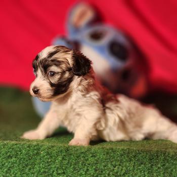 chiot Coton de tulear blc B Élevage du Royaume des P'tits Loups