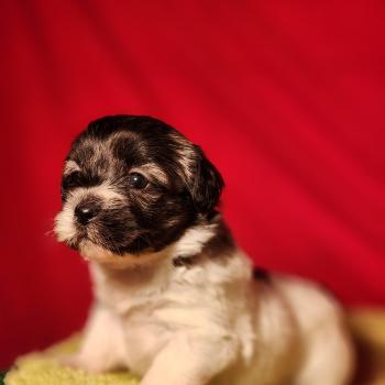 chiot Coton de tulear Sab.Pbl.Env B Élevage du Royaume des P'tits Loups