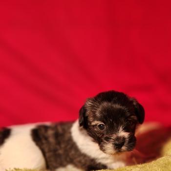 chiot Coton de tulear Sab.Pbl.Env B Élevage du Royaume des P'tits Loups