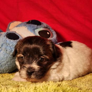 chiot Coton de tulear Sab.Pbl.Env B Élevage du Royaume des P'tits Loups