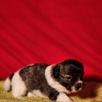 chiot Coton de tulear Sab.Pbl.Env B Élevage du Royaume des P'tits Loups