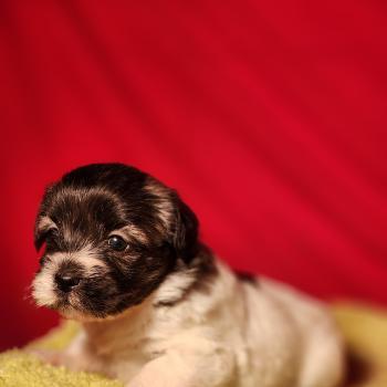 chiot Coton de tulear Sab.Pbl.Env B Élevage du Royaume des P'tits Loups