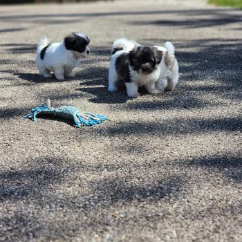 chiot Coton de tulear Sab.Pbl.Env B Élevage du Royaume des P'tits Loups