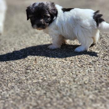 chiot Coton de tulear Sab.Pbl.Env B Élevage du Royaume des P'tits Loups