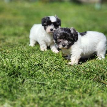 chiot Coton de tulear Sab.Pbl.Env B Élevage du Royaume des P'tits Loups