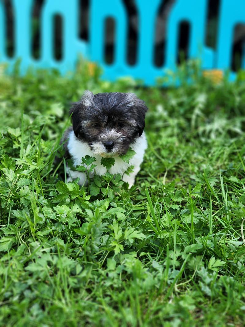 B Femelle Coton de tulear