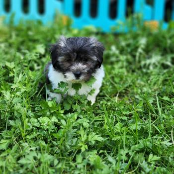 chiot Coton de tulear Sab.Pbl.Env B Élevage du Royaume des P'tits Loups