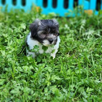 chiot Coton de tulear Sab.Pbl.Env B Élevage du Royaume des P'tits Loups