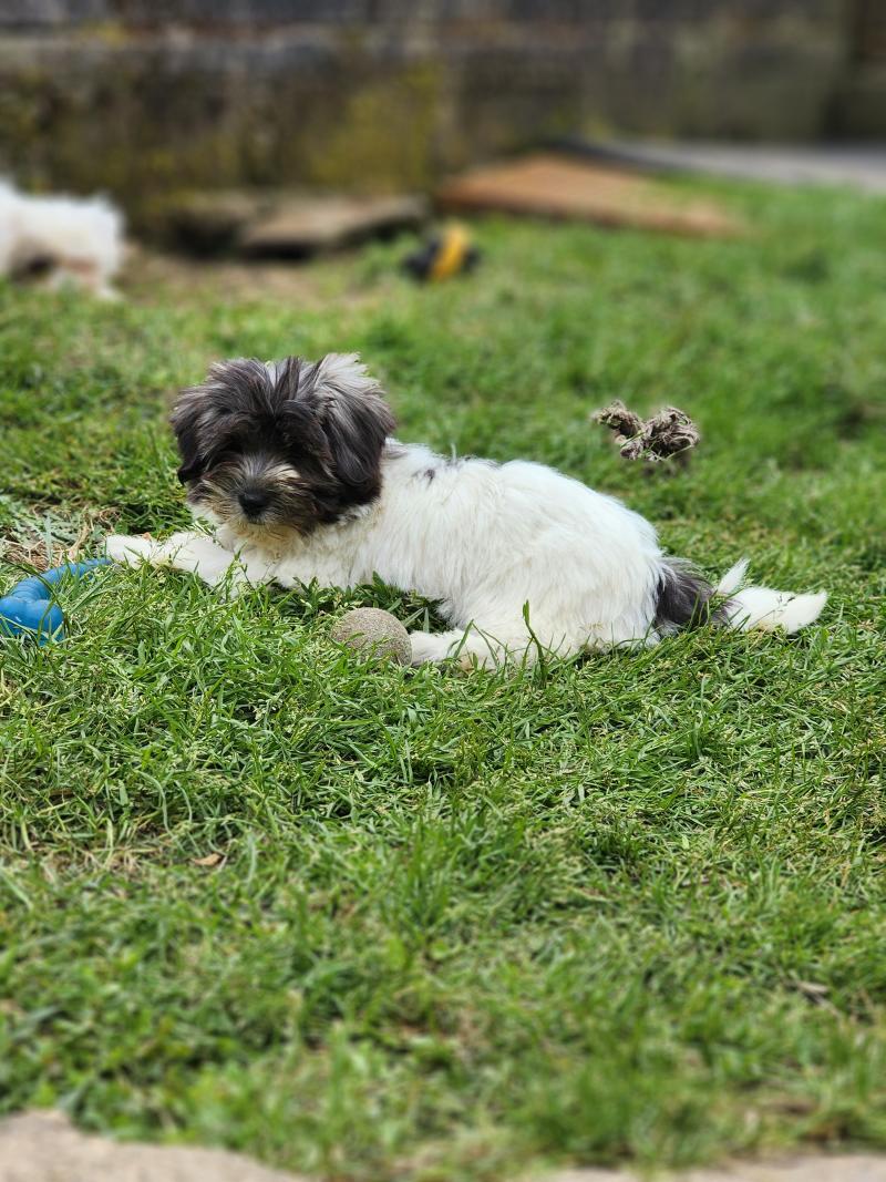 B Femelle Coton de tulear