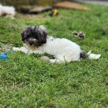 chiot Coton de tulear Sab.Pbl.Env B Élevage du Royaume des P'tits Loups